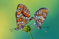 305 - MATING BUTTERFLIES - SABOL PETAR - croatia